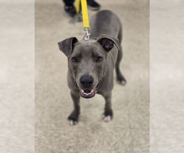 Medium Photo #1 American Pit Bull Terrier-Unknown Mix Puppy For Sale in Minneapolis, MN, USA