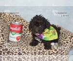 Small Poodle (Toy)