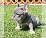 Small Photo #2 French Bulldog Puppy For Sale in HESPERIA, CA, USA
