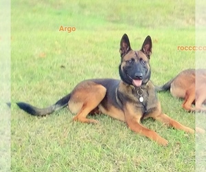 Father of the Belgian Malinois puppies born on 10/31/2023