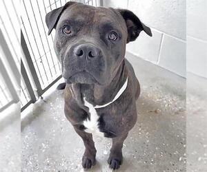CHATA - Female Mutt Dog for Adoption - Photo #2