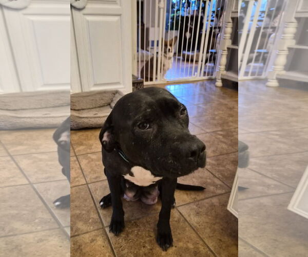 Medium Photo #8 American Pit Bull Terrier-Unknown Mix Puppy For Sale in Holly Springs, NC, USA