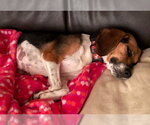 Small #2 Beagle