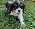 Small Photo #5 Cavalier King Charles Spaniel Puppy For Sale in CUBA, MO, USA