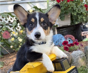 Pembroke Welsh Corgi Puppy for sale in MIDDLEBURY, IN, USA