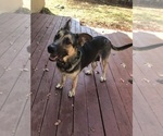 Small Photo #1 Malinois Puppy For Sale in SACRAMENTO, CA, USA