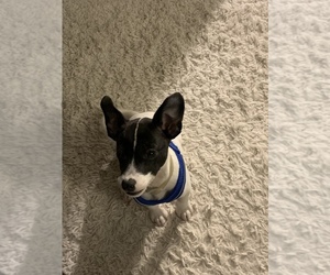 Jack Russell Terrier Puppy for sale in APPLING, GA, USA
