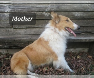 Mother of the Collie puppies born on 03/25/2022