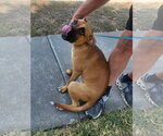 Small #2 Boxer