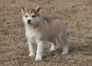 Siberian Husky Puppy for sale in CLEMENTS, MD, USA