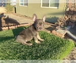 Small #3 French Bulldog