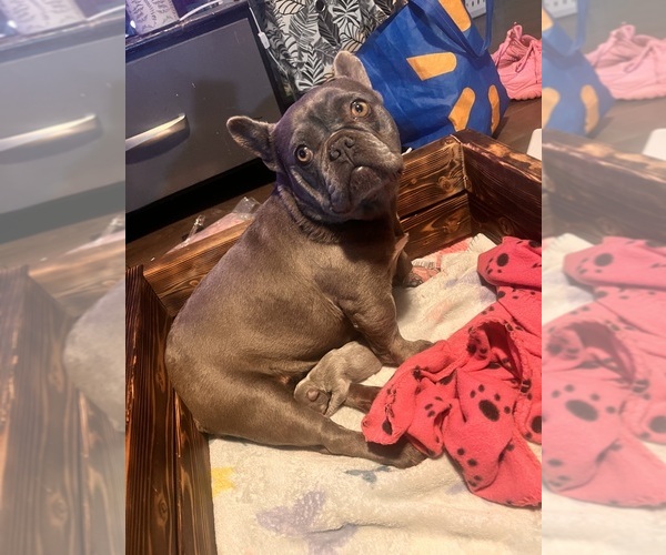 Medium Photo #6 French Bulldog Puppy For Sale in DELTA, CO, USA