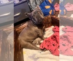 Small #5 French Bulldog