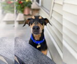 Small #3 Doberman Pinscher