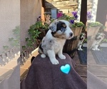 Puppy Randal Australian Shepherd