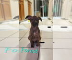 Small #10 Mutt