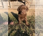 Small Photo #1 Labrador Retriever Puppy For Sale in HOOKER, OK, USA