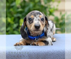 Dachshund Puppy for sale in ANNVILLE, PA, USA