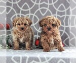 Small Photo #2 Cavachon-Poodle (Miniature) Mix Puppy For Sale in GORDONVILLE, PA, USA