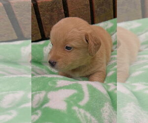 Mutt Dogs for adoption in Royal Palm Beach, FL, USA