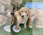 Small Photo #2 Poodle (Standard) Puppy For Sale in BROWNSBURG, IN, USA