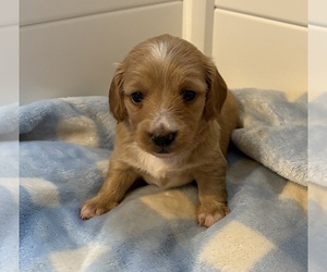 Dachshund Puppy for sale in CHARLOTTESVILLE, VA, USA