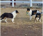 Small Photo #1 Collie Puppy For Sale in KUNA, ID, USA