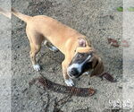 Small #2 Labrador Retriever-Retriever  Mix