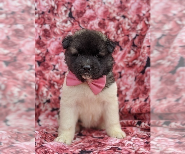 Medium Photo #1 Akita Puppy For Sale in PARADISE, PA, USA