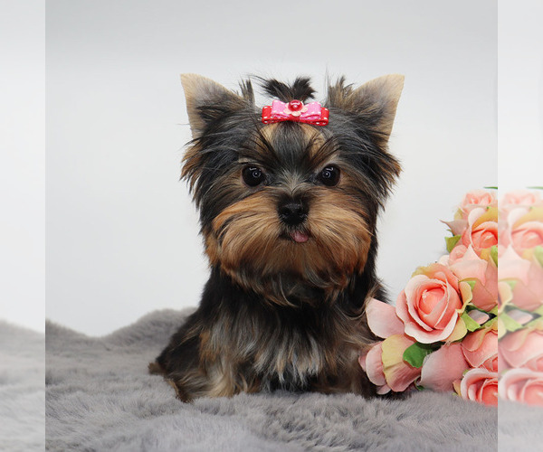 Medium Photo #2 Yorkshire Terrier Puppy For Sale in LOS ANGELES, CA, USA