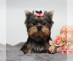 Small #1 Yorkshire Terrier