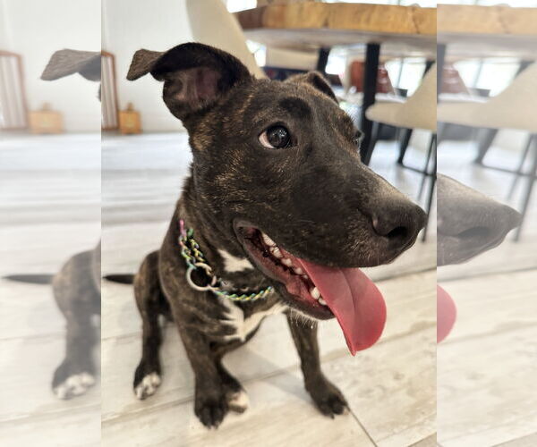 Medium Photo #3 Labrador Retriever-Unknown Mix Puppy For Sale in The Woodlands, TX, USA