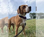 Small Photo #2 Beagle-Unknown Mix Puppy For Sale in Rustburg, VA, USA
