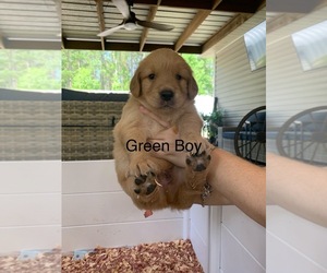 Golden Retriever Puppy for sale in THOMSON, GA, USA