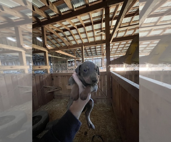 Medium Photo #9 Doberman Pinscher Puppy For Sale in CAMPTON, KY, USA