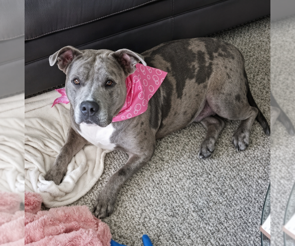 Medium Photo #17 American Staffordshire Terrier-Unknown Mix Puppy For Sale in Brewster, NY, USA