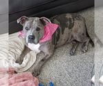 Small #16 American Staffordshire Terrier Mix