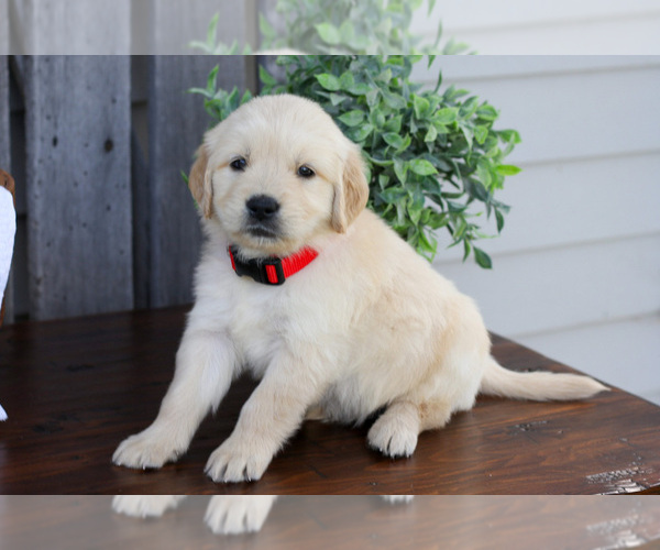 Medium Photo #1 English Cream Golden Retriever Puppy For Sale in NAPPANEE, IN, USA