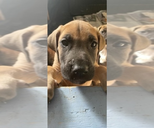 Medium Photo #15 Great Dane Puppy For Sale in JOHNSTOWN, OH, USA