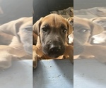 Small Photo #15 Great Dane Puppy For Sale in JOHNSTOWN, OH, USA