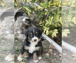 Small Photo #3 Australian Shepherd Puppy For Sale in TAMPA, FL, USA