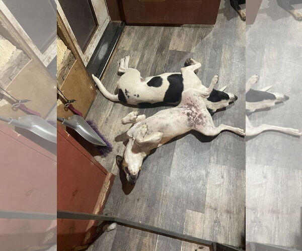 Medium Photo #4 Mutt Puppy For Sale in Garden City, NY, USA