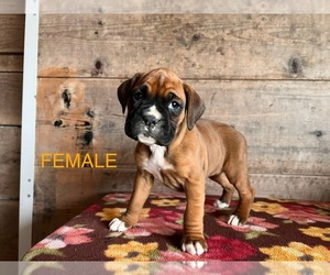 Boxer Puppy for sale in VERMONTVILLE, MI, USA