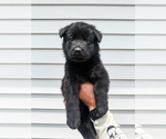 Puppy Pink collar German Shepherd Dog
