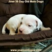 Small Photo #256 Dogo Argentino Puppy For Sale in JANE, MO, USA