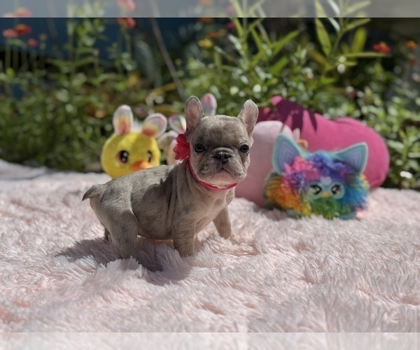 Medium Photo #6 French Bulldog Puppy For Sale in LEHIGH ACRES, FL, USA