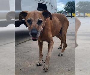 Boxer Dogs for adoption in San Antonio, TX, USA