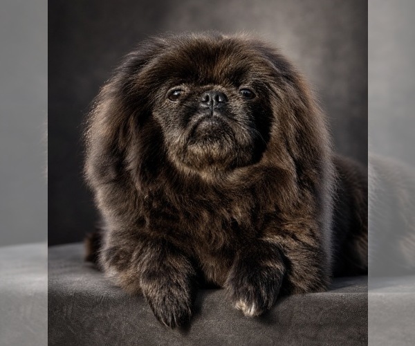 Medium Photo #1 Pekingese Puppy For Sale in WORTHAM, TX, USA