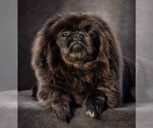Father of the Pekingese puppies born on 05/31/2026