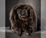 Small Photo #1 Pekingese Puppy For Sale in WORTHAM, TX, USA